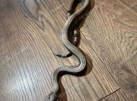 2026 sterling / super fire boa (F)