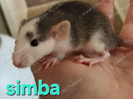 BABY RATS