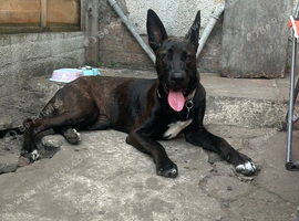 My girl needs a new home