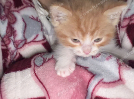 Persian cross kittens