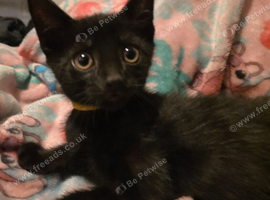 4 kittens left