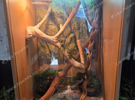 2 x 5 month old iguanas & viv