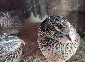 Courtnix japanese quails