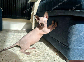 *REDUCED* Canadian Sphynx girl