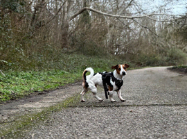 MALE STUD JACK RUSSKE
