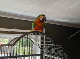 Female Hybrid Macaw