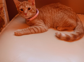 Savannah mix with Bengal.