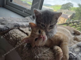 Beautiful kittens