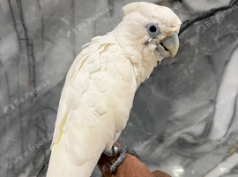Friendly Baby HandReared Super Tame Cuddly Ducorps Cockatoo Parrot,15