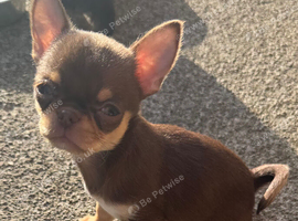 Kc registered male smooth coat chihuahua.