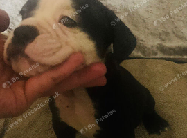 Old English bulldog puppy&rsquo;s looking for forever homes