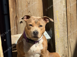 Staffie girl for sale