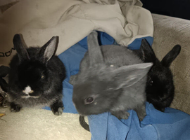 3 baby rabbits