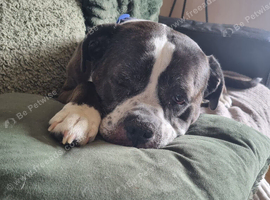 American Bulldog cross