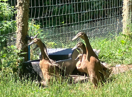 Indian Runner Ducks