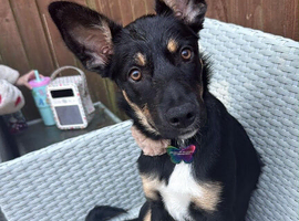 kelpie cross collie (Hallie)