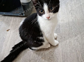 Lovely kitten black and white.