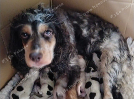 KC Registered Cocker Spaniels