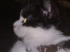 Cat friend