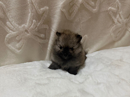 Pomeranian boy