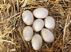 Fertile khaki Campbell duck eggs