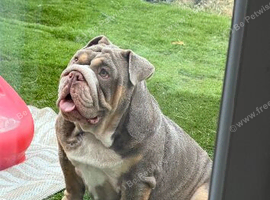 2 English bulldogs