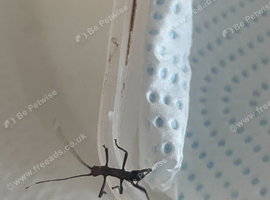 Black beauty stick insect nymphs