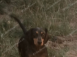 2 yrs old mini dapple dashund to rehome