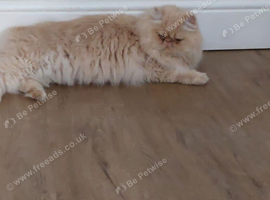 Beautiful Persian