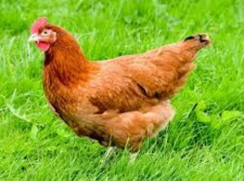 Columbian blacktail point of lay pullets ready now