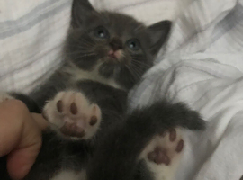 Two kitten s