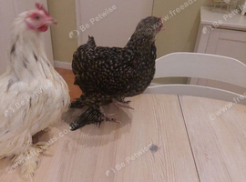 Cuckoo sableppot and splash pekin bantam