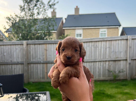 Tiny Asian style maltipoo puppies avalible
