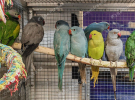 AMAZONS/PARROTS/PARAKEETS AVAILABLE