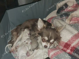 Gorgeous boy chihuahua