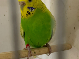 Hen adult budgie
