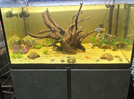 Fluval siena 272L tank