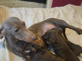 3 miniature dachshund pups