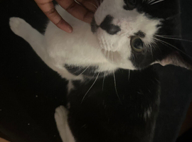 Cat for rehoming