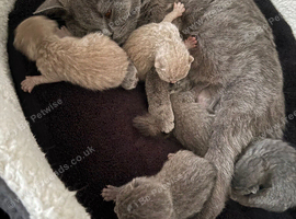 British shorthair kittens