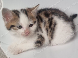8 WEEKS OLD:)