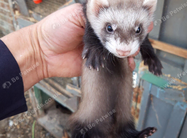 Female Baby Ferrets - 2 for &pound;100