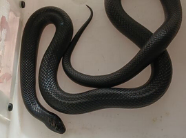 adult mexican black kingsnakes
