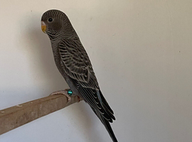 Anthracite blackface split Blackwing male budgie