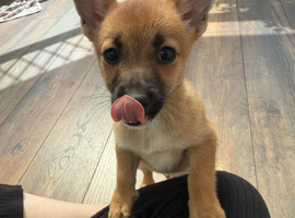 Short leged Jack Russell  girl Puppy