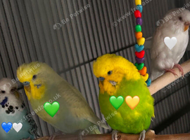5 Budgies (Please Read Description)