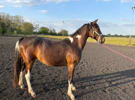 Minimally marked Filly