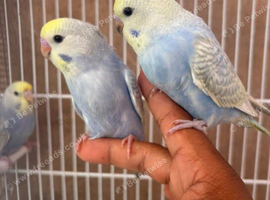 Budgies