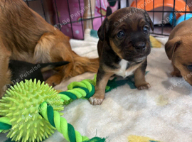 Jack Russell x Chihuahua puppies