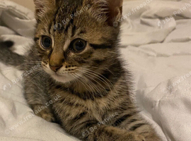 Gorgeous bengal kitten